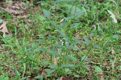 Prunella vulgaris