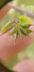 Thalictrum sparsiflorum