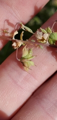 Thalictrum sparsiflorum