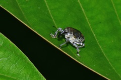 Peridinetus irroratus