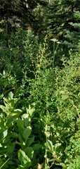 Thalictrum sparsiflorum