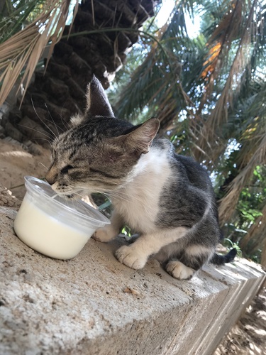 Domestic Cat
