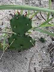 Opuntia mesacantha