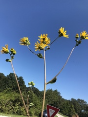 Helianthus silphioides