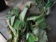 Rhytidophyllum