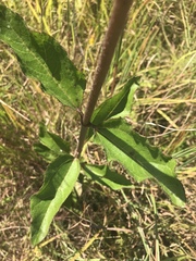 Helianthus silphioides