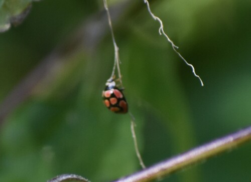 Lunate Lady Beetle