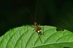 Conocephalus versicolor