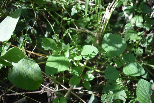 Image of Salvia tiliifolia by (c) Justin Ponder, some rights reserved (CC BY)