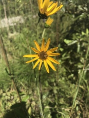 Helianthus silphioides