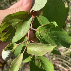 Cornus obliqua