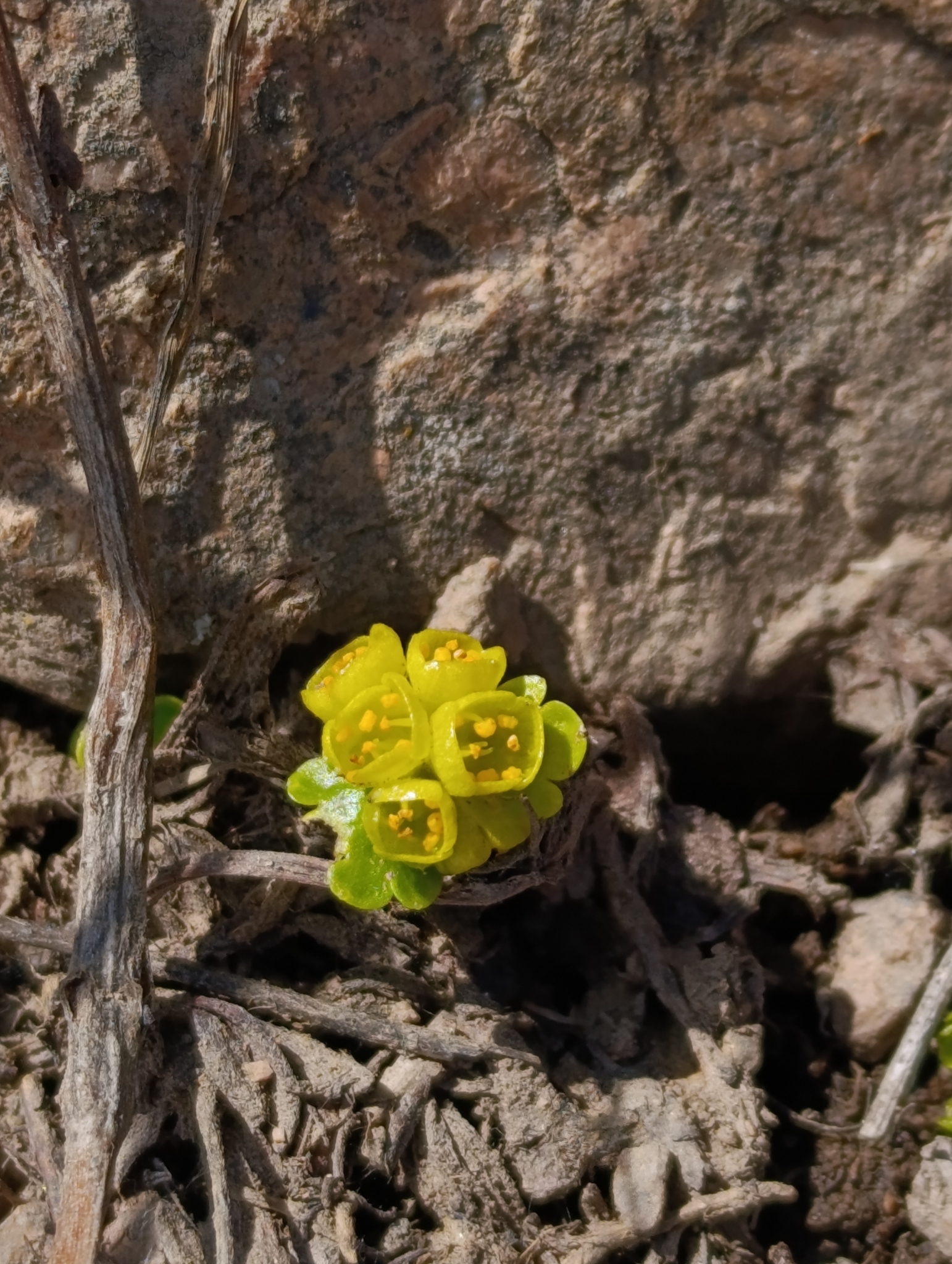Imagem de Chrysosplenium nudicaule