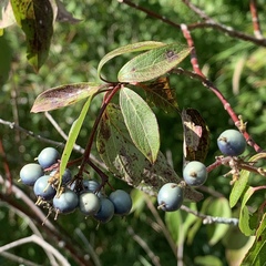 Cornus obliqua
