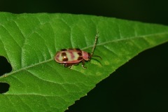 Asphaera meticulosa