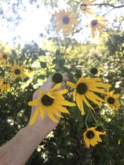 Helianthus silphioides