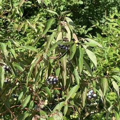 Cornus obliqua