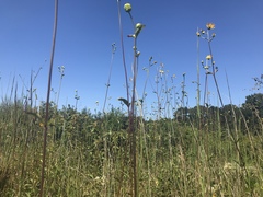 Helianthus silphioides