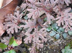Selaginella moellendorffii