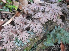 Selaginella moellendorffii