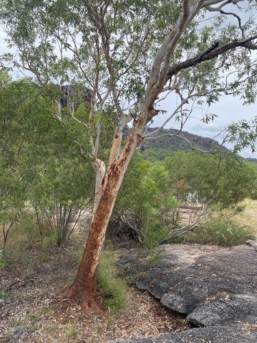 Corymbia dichromophloia, 2025-04-08