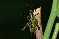 Liebermannacris dorsualis