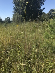 Helianthus silphioides