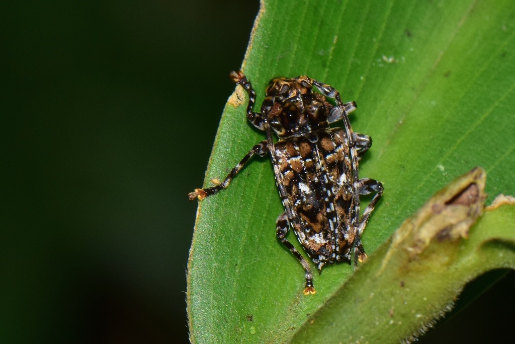 Aegomorphus phasianus