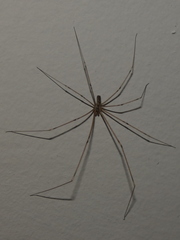 Holocnemus pluchei