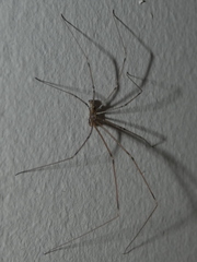 Holocnemus pluchei