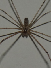 Holocnemus pluchei