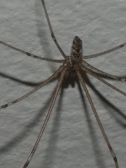 Holocnemus pluchei