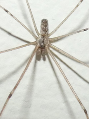 Holocnemus pluchei