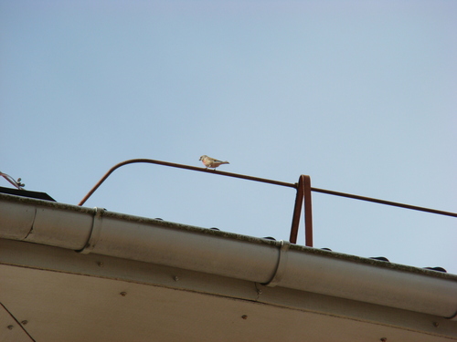 Linotte mélodieuse