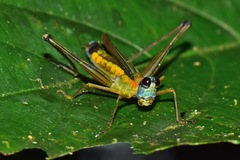 Eumastax
