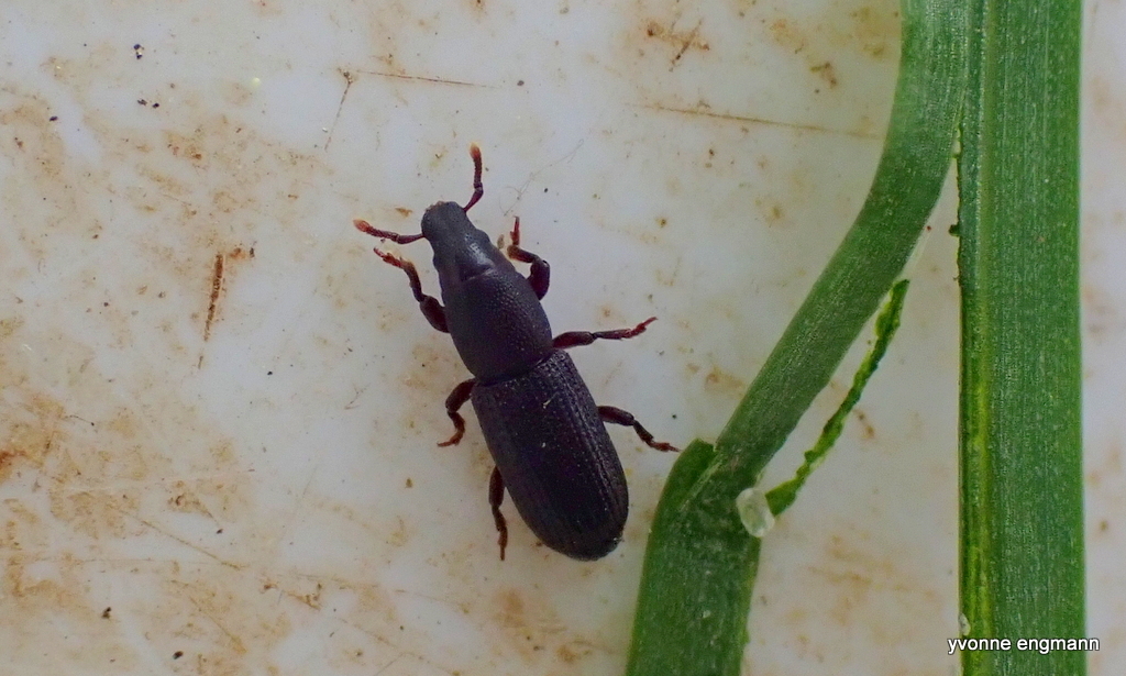 Rhyncolus ater