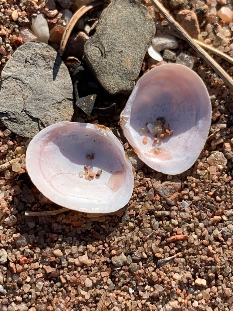 Atlantic Macoma