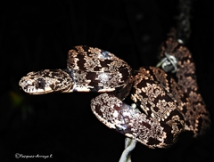 Cloudy Snail-Eating Snake photo 2