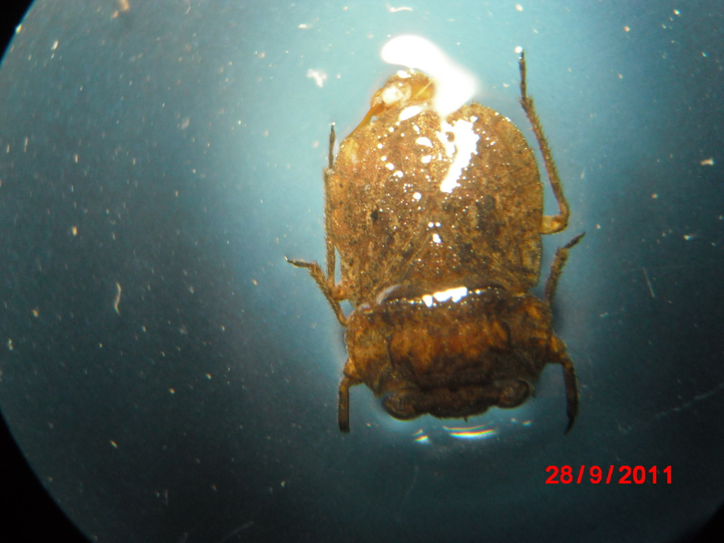 Nerthra nepaeformis