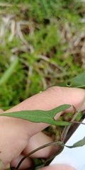 Ipomoea sagittata