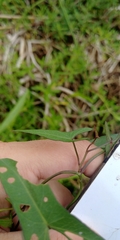 Ipomoea sagittata