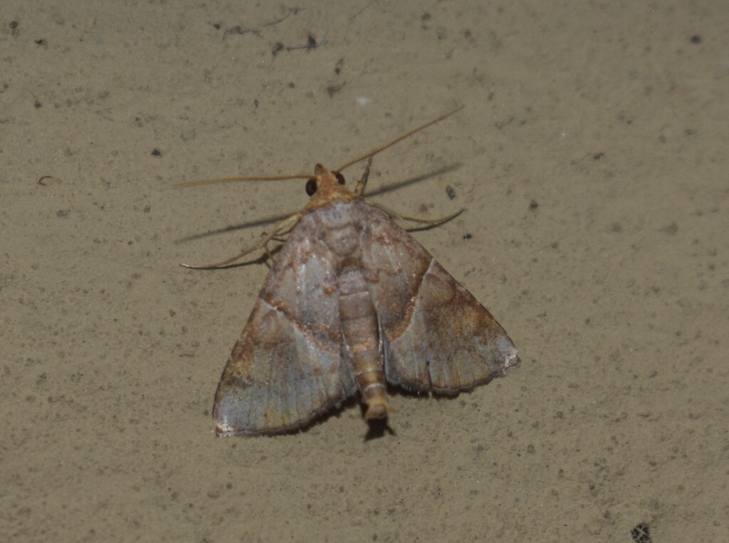 Radara subcupralis
