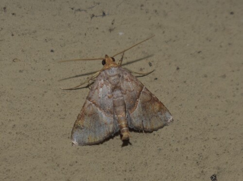 Radara subcupralis