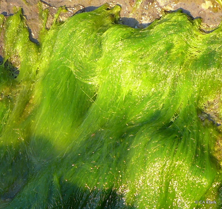 Ulva flexuosa