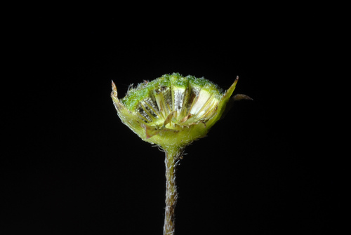 Eclipta prostrata