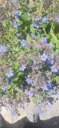 Borage