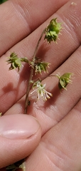 Thalictrum sparsiflorum
