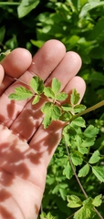 Thalictrum sparsiflorum