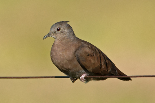 Ruddy Ground Dove, photo 5 of 10