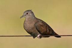 Ruddy Ground-Dove photo 3
