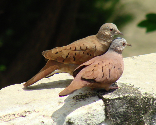 Ruddy Ground Dove, photo 6 of 10